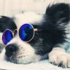 Cute Dog cat Glasses Pet Goggles Glasses Suitable For Puppy Cat Photo Props